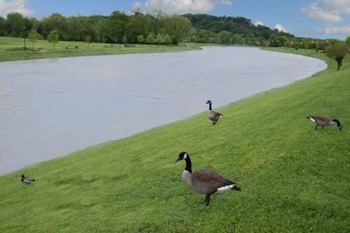 Imagen general del Hotel Econo Lodge Sevierville-pigeon Forge On The River. Foto 1
