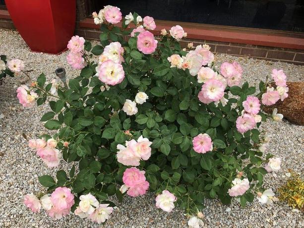 Imagen general del Hotel Econo Lodge Statesman Ararat. Foto 5