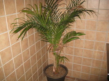 Imagen general del Hotel Economy Inn, Nueva orleans. Foto 1