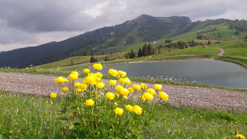 Imagen general del Hotel Edelwei&szlig;. Foto 2