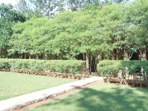 Imagen general del Hotel Eden Rock Resort, Kyabirwa. Foto 5