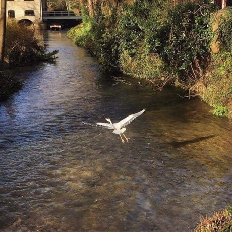 Imagen de los exteriores del Hotel Egypt Mill. Foto 19