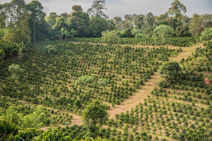 Imagen general del Hotel El Eden Parque Del Cafe. Foto 5