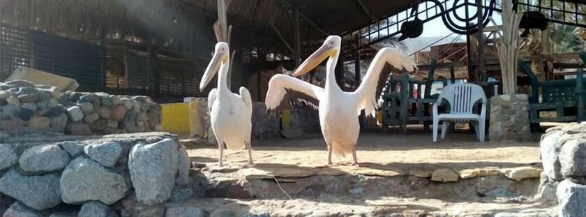 Imagen general del Hotel El Sebaey Village. Foto 15