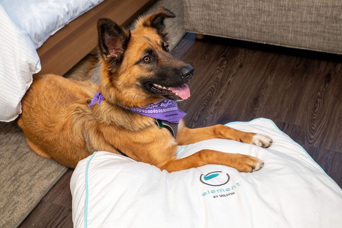 Imagen de la habitación del Hotel Element Austin Downtown. Foto 12