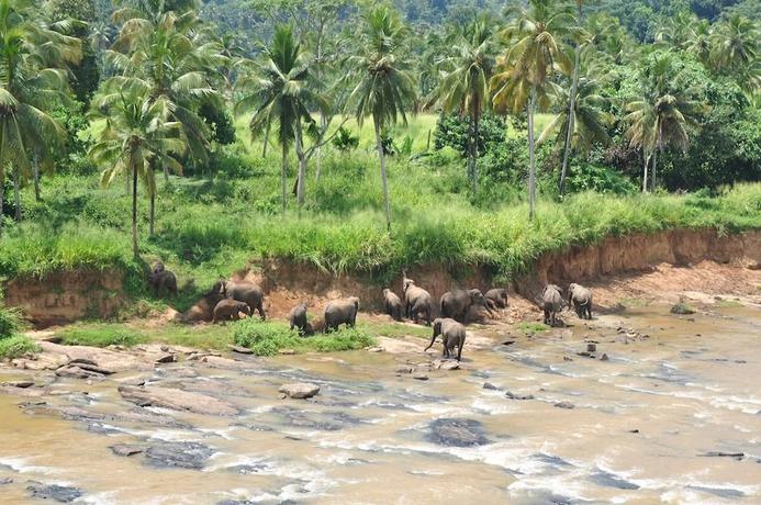 Imagen de la habitación del Hotel Elephant Bay. Foto 4