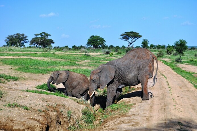 Imagen general del Hotel Elephant Rock Luxury Camp Tarangire. Foto 16