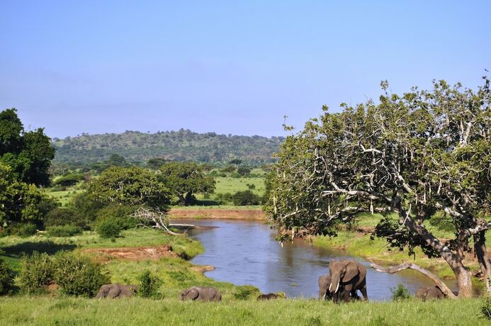 Imagen general del Hotel Elephant Rock Luxury Camp Tarangire. Foto 18