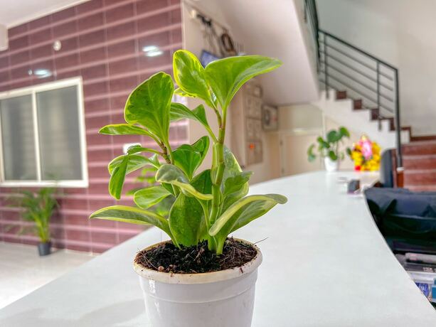 Imagen general del Hotel Elite by Agira. Foto 3