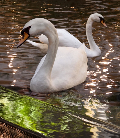 Imagen de los exteriores del Hotel Embassy Suites By Hilton Dallas Near The Galleria. Foto 7