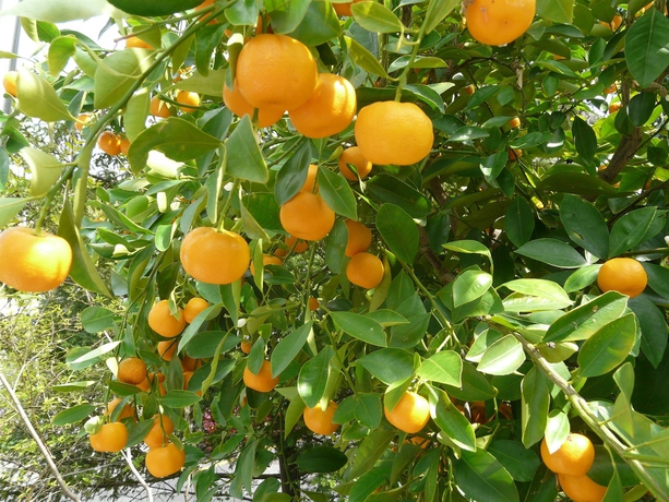 Imagen de los exteriores del Hotel Engimatt City and Garden. Foto 14