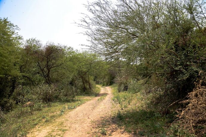 Imagen general del Hotel FHR Wilderness Lodge Chandigarh by TUTC. Foto 8
