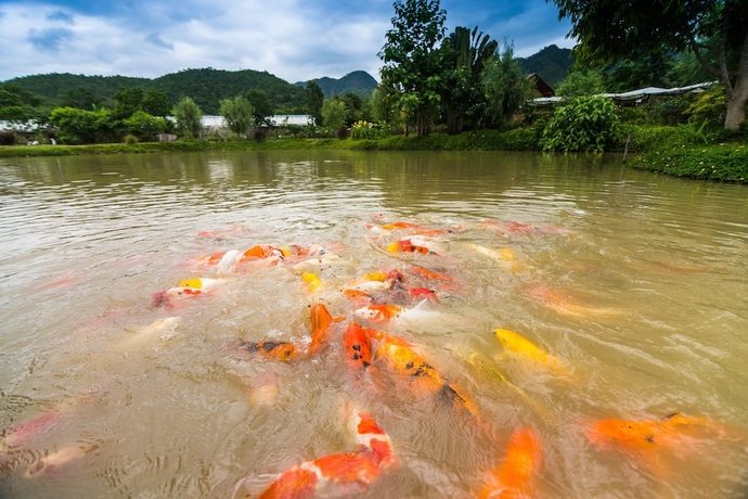 Imagen general del Hotel Farmstay At Pai. Foto 3