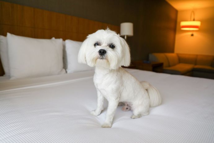 Imagen de la habitación del Hotel Faro Blanco Resort and Yacht Club. Foto 5