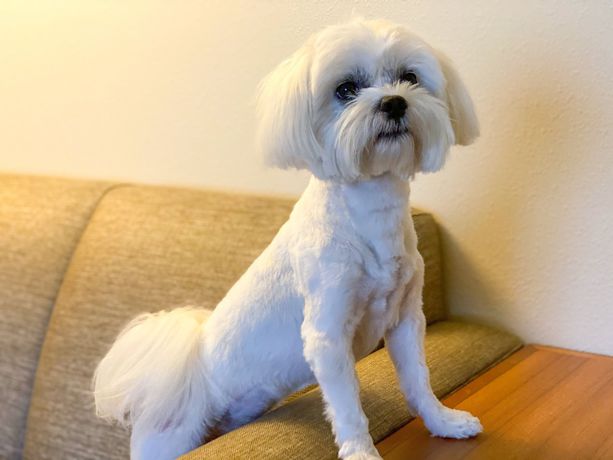 Imagen de la habitación del Hotel Faro Blanco Resort and Yacht Club. Foto 15