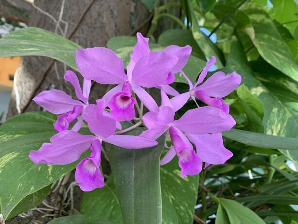 Imagen general del Hotel Fénix, Tapachula. Foto 3