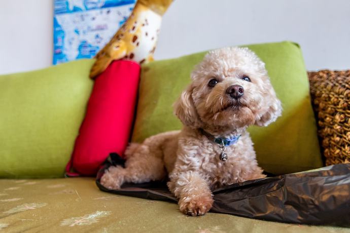 Imagen de los interiores del Hotel Fei Li Jin. Foto 15