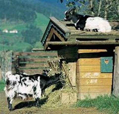 Imagen general del Hotel Ferienparadies Lerch. Foto 10