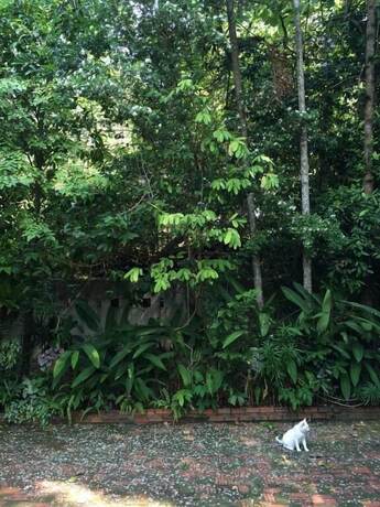 Imagen general del Hotel Fern House Retreat. Foto 15