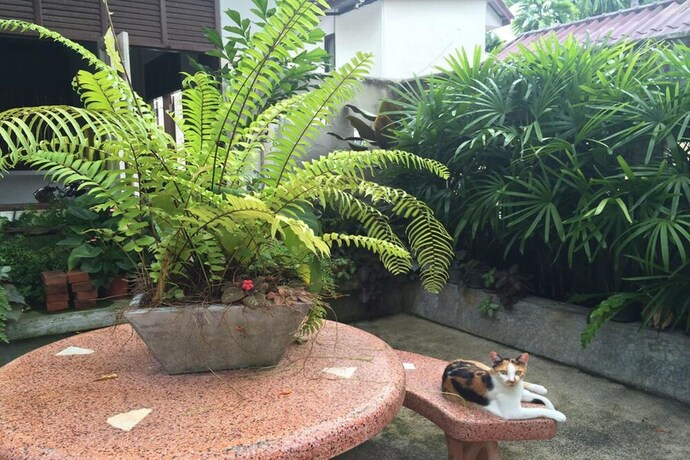 Imagen de los exteriores del Hotel Fern House Retreat. Foto 34