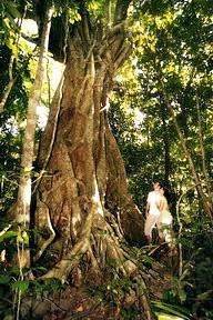 Imagen de los exteriores del Hotel Ferntree Rainforest Lodge. Foto 14