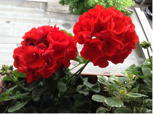 Imagen de la habitación del Hotel Figl ***s. Foto 6