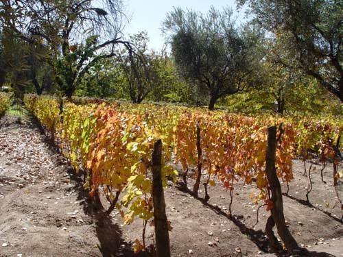 Imagen general del Hotel Finca Adalgisa Wine. Foto 2