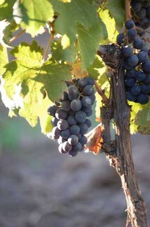 Imagen general del Hotel Finca Adalgisa Wine. Foto 12