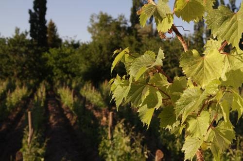 Imagen general del Hotel Finca Adalgisa Wine. Foto 14