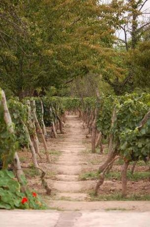 Imagen general del Hotel Finca Adalgisa Wine. Foto 18