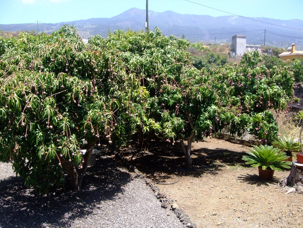 Imagen de los exteriores del Hotel Finca El Gallo. Foto 14