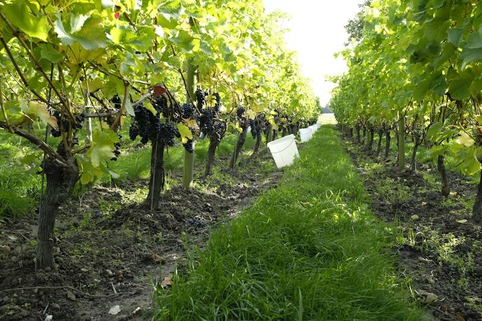 Imagen general del Hotel Flädie Mat and Vingård. Foto 11