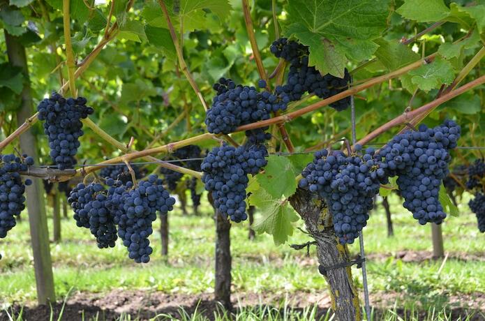 Imagen general del Hotel Flädie Mat and Vingård. Foto 14