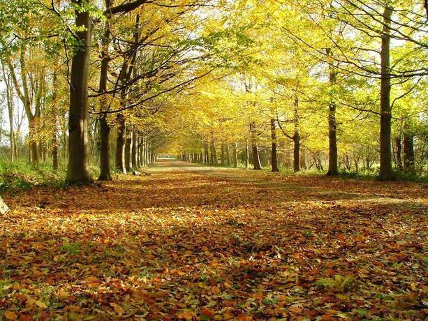 Imagen de la habitación del Hotel Fletcher Landgoed Renesse. Foto 12