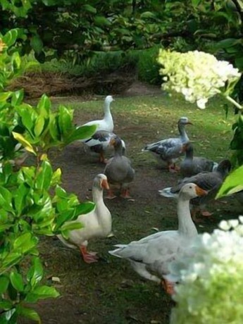 Imagen general del Hotel Ford House Retreat. Foto 3