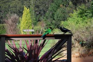 Imagen general del Hotel Forest Lodge Resort. Foto 2