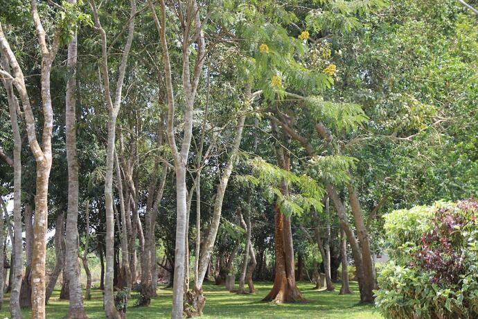Imagen de los exteriores del Hotel Forest Park Resort. Foto 30