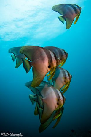 Imagen general del Hotel Forra Diving Resort - Pattaya Beach - Koh Lipe. Foto 4