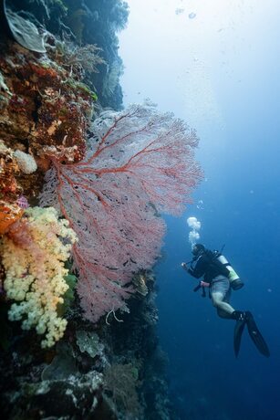 Imagen general del Hotel Four Seasons Explorer, Palau - Cruising Resort. Foto 7