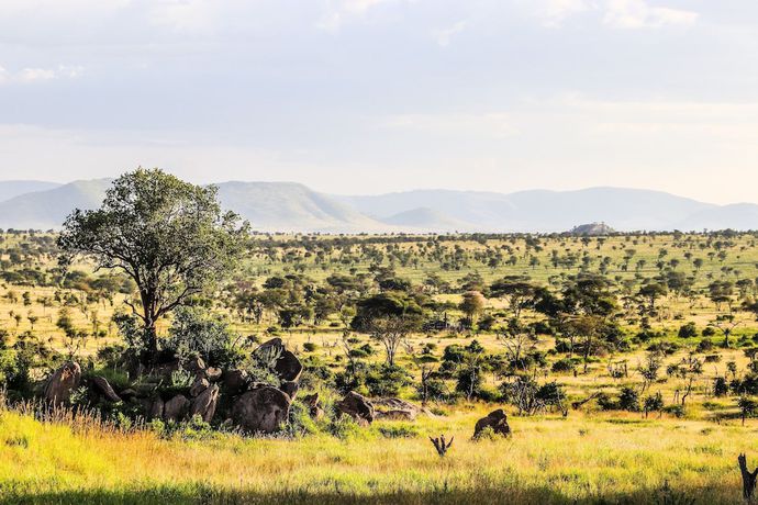 Imagen de la habitación del Hotel Four Seasons Safari Lodge Serengeti. Foto 14