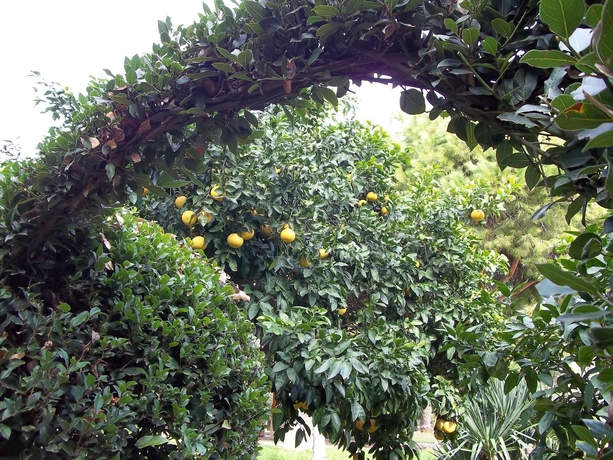 Imagen de los exteriores del Hotel GREEN PEACE, Mahmutlar. Foto 6