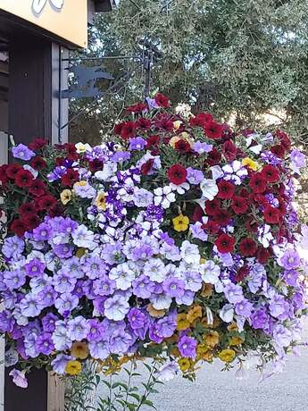 Imagen de la habitación del Hotel Gannett Peak Lodge. Foto 17