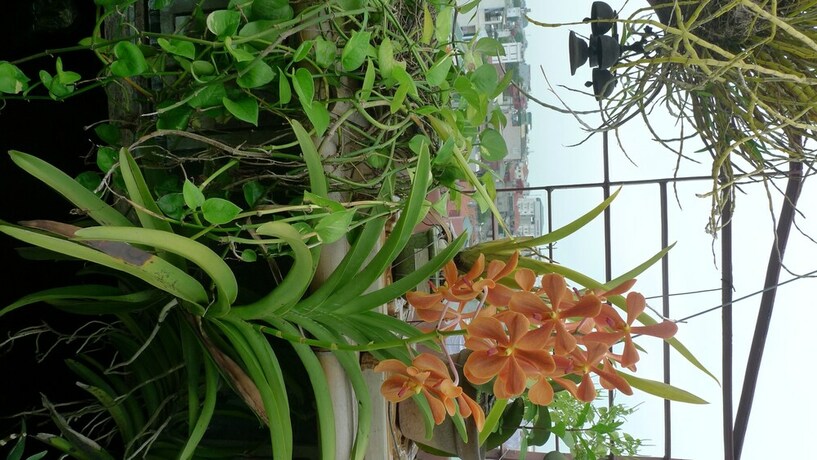 Imagen general del Hotel Garden Queen. Foto 1