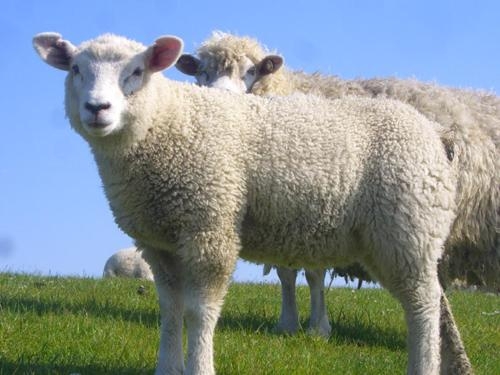 Imagen general del Hotel Garni Deichgraf. Foto 3