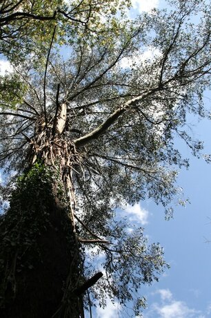 Imagen general del Hotel Gatehouse Cottage At Merrow Cottages - Mt Dandenong. Foto 11