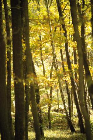 Imagen general del Hotel G&auml;stehaus Wilgersdorf GmbH. Foto 5