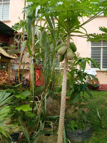 Imagen general del Hotel Genting Bukit Tinggi Homestay. Foto 2