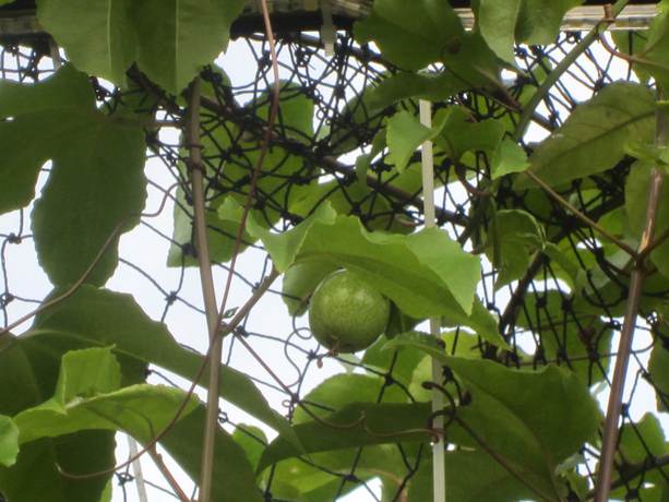 Imagen del bar/restaurante del Hotel Gia Thanh Guest House. Foto 2