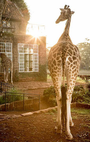 Imagen general del Hotel Giraffe Manor. Foto 5