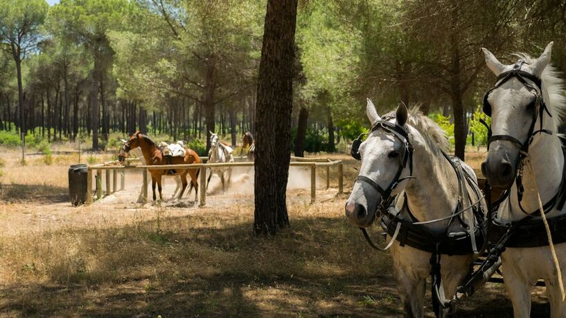 Imagen general del Hotel Glamping Sevilla. Foto 11